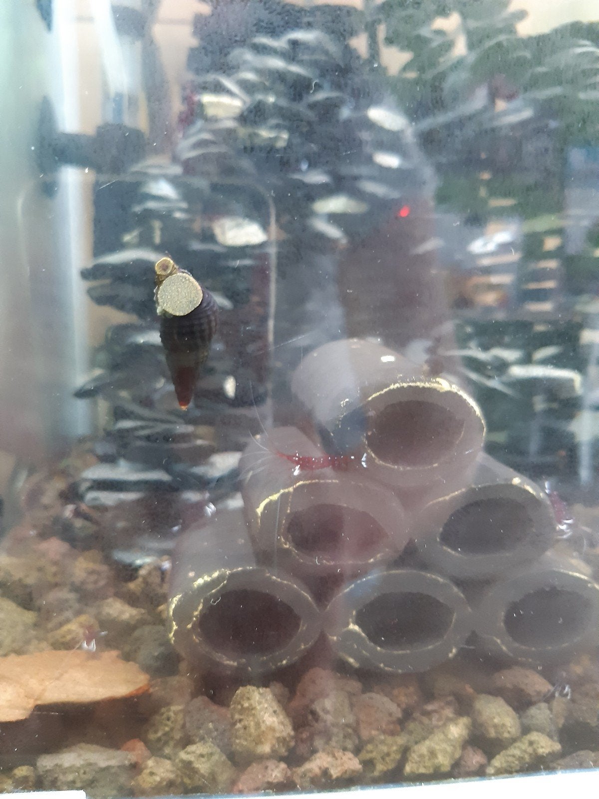 Tylomelania mini, max 4 cm groot., Slak of Weekdier, Zoetwatervis, Schoolvis
