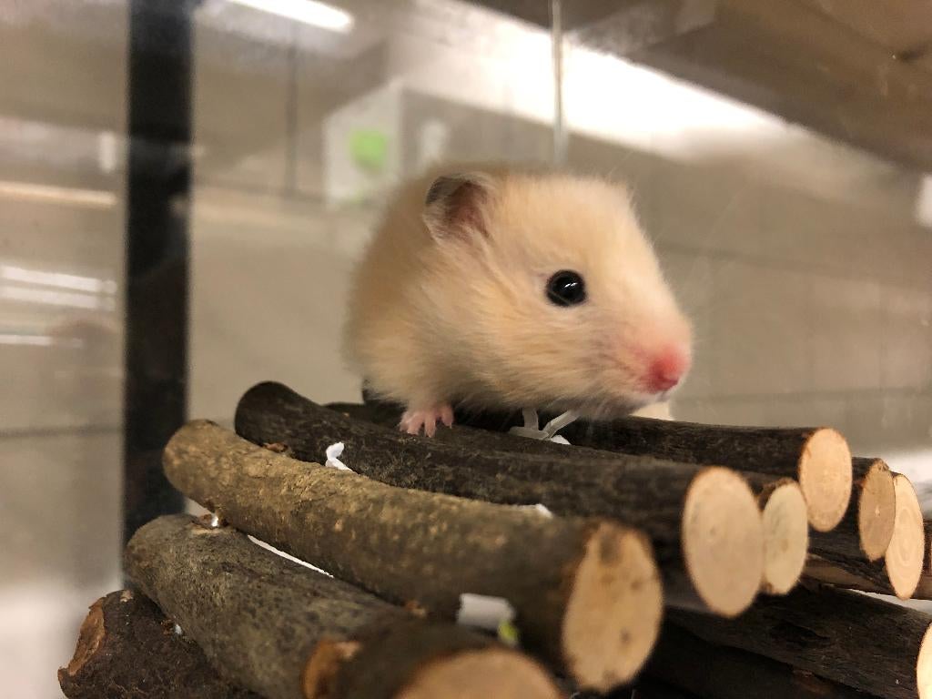 Goudhamster | Goed tam te maken | Jonge hamsters, Dieren en Toebehoren, Knaagdieren, Hamster, Februari, Meerdere dieren, Tam