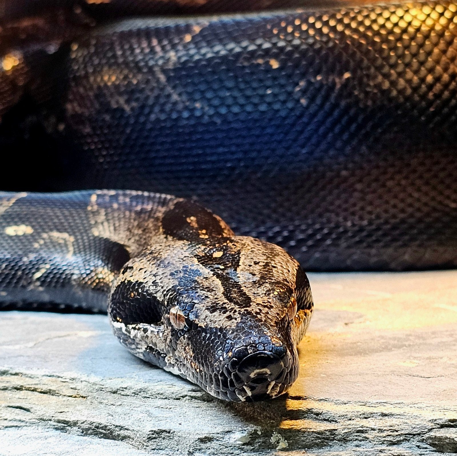 Boa constrictor 4 jaar oud man 1.0 IMG Jungle 100% DH Snow, Dieren en Toebehoren, Slang, 3 tot 6 jaar
