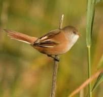 baardman vrouwtje, Dieren en Toebehoren, Vrouwelijk, Wildzangvogel, Geringd