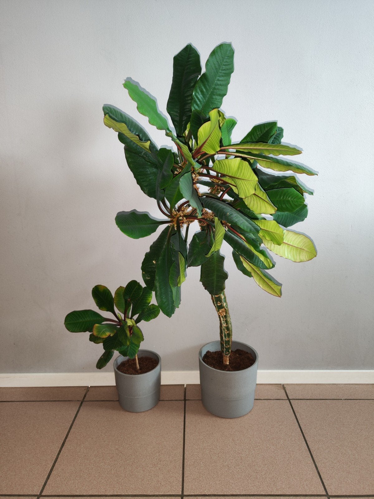 2 Madagaskar Jewel Planten - Euphorbia Leuconeura, Ophalen, Halfschaduw, In pot, Minder dan 100 cm