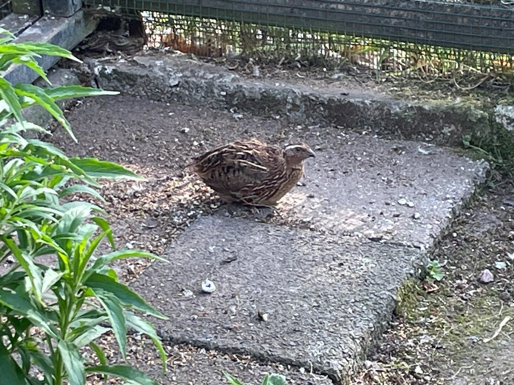 2 japanse kwartel haantjes, Dieren en Toebehoren, Mannelijk, Tropenvogel, Tam