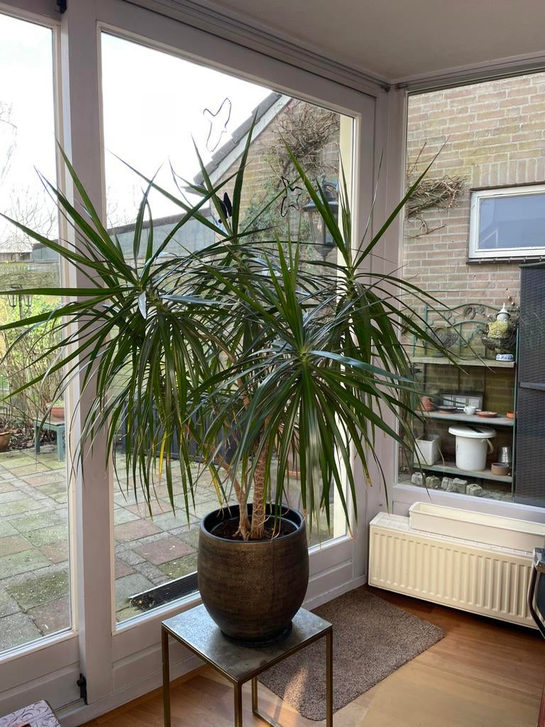 Gezonde Drakenbloedboom 140 h x 120 ø excl sierpot, Tuin en Terras, Planten | Bomen, Ophalen, Bloeit niet, Halfschaduw, Overige soorten