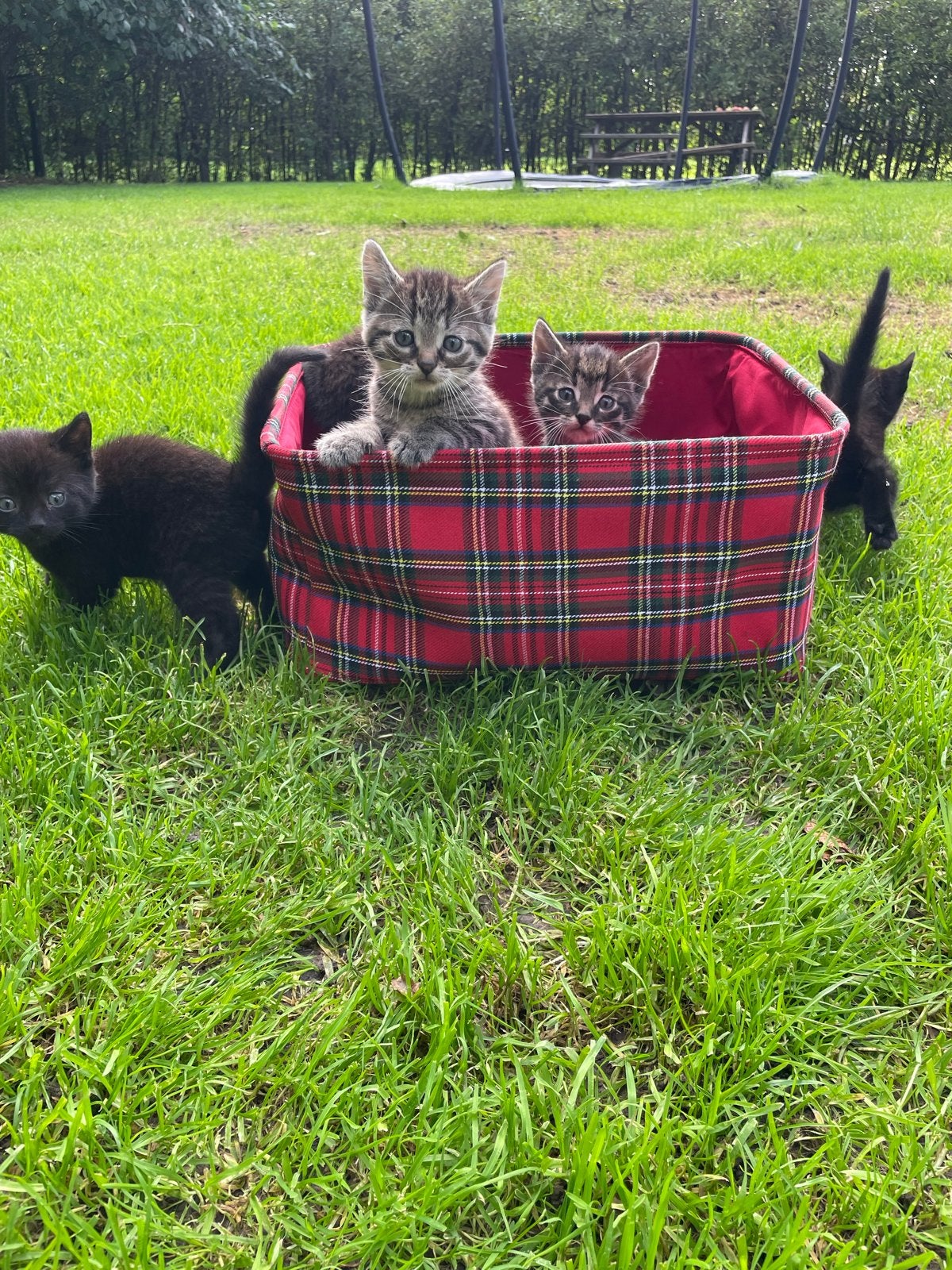 Kittens geboren 30-07-2026, Meerdere dieren, Kortharig, 0 tot 2 jaar