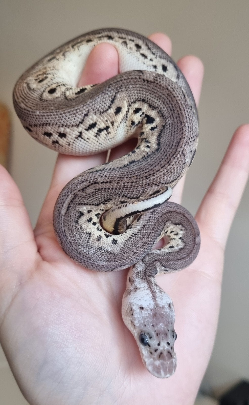 0.1 black pewter spotnose clown koningspython Ball Python - female for sale from Rocking Reptiles