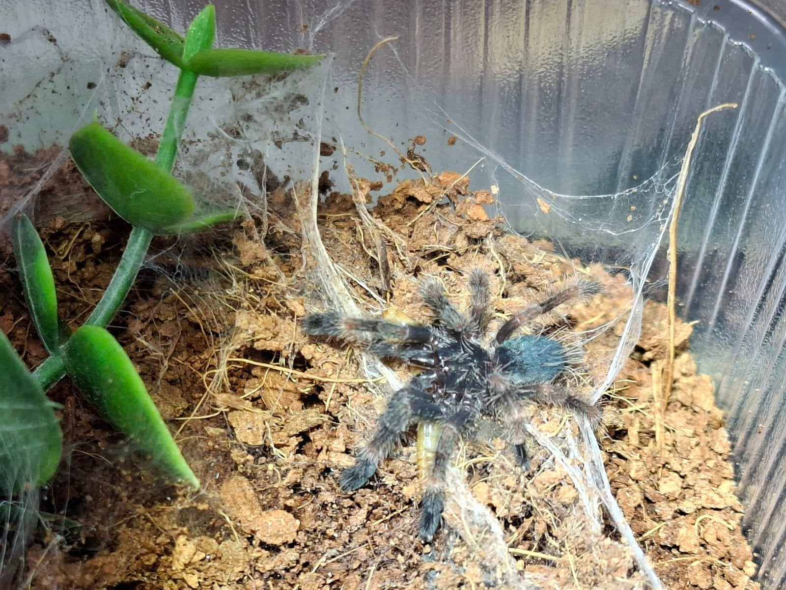 Psalmopoeus victori slings, Bijen