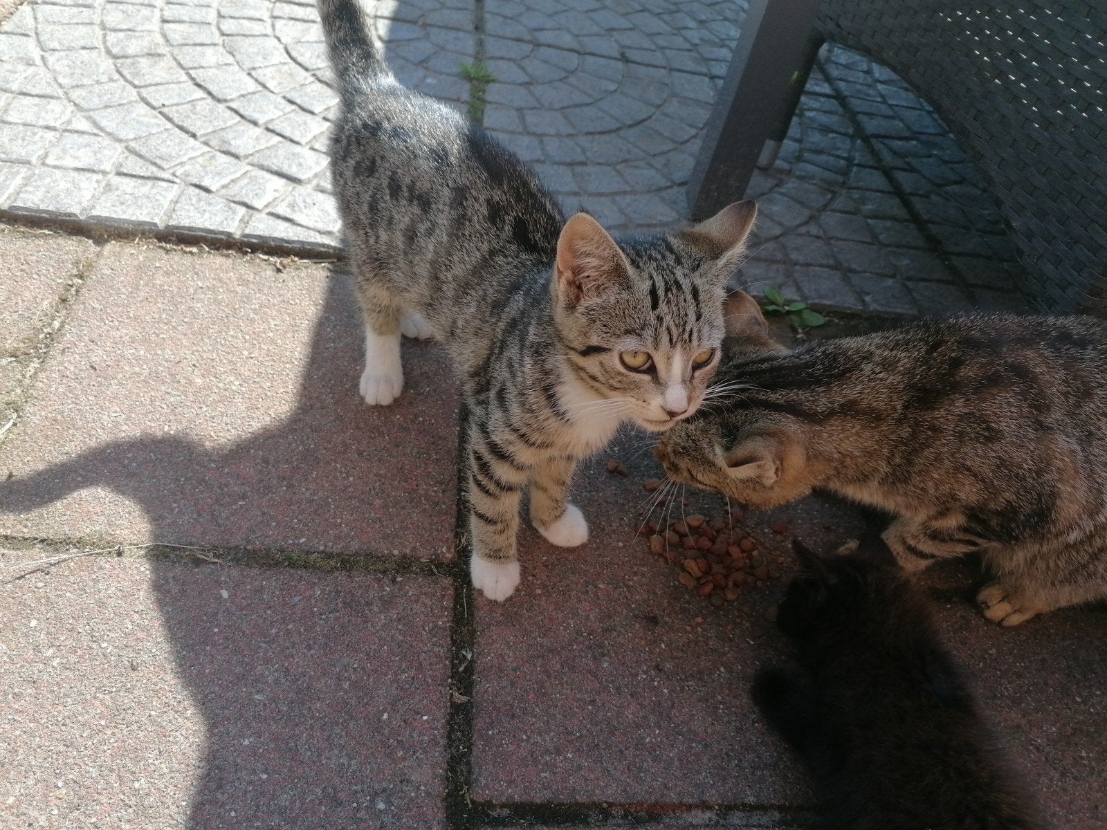 boerderij poezen, Poes