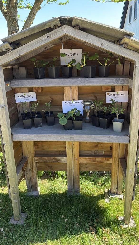 Tuinplanten te koop!, Tuin en Terras, Groenteplanten, Eenjarig, Ophalen of Verzenden, Halfschaduw
