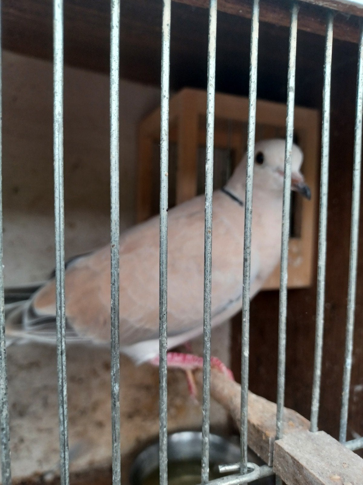 Tortel Duiven, Dieren en Toebehoren, Meerdere dieren