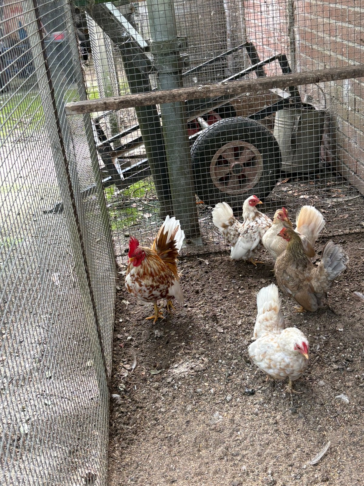 Tk 5 Serama hennen met een haan, Dieren en Toebehoren, Meerdere dieren, Kip