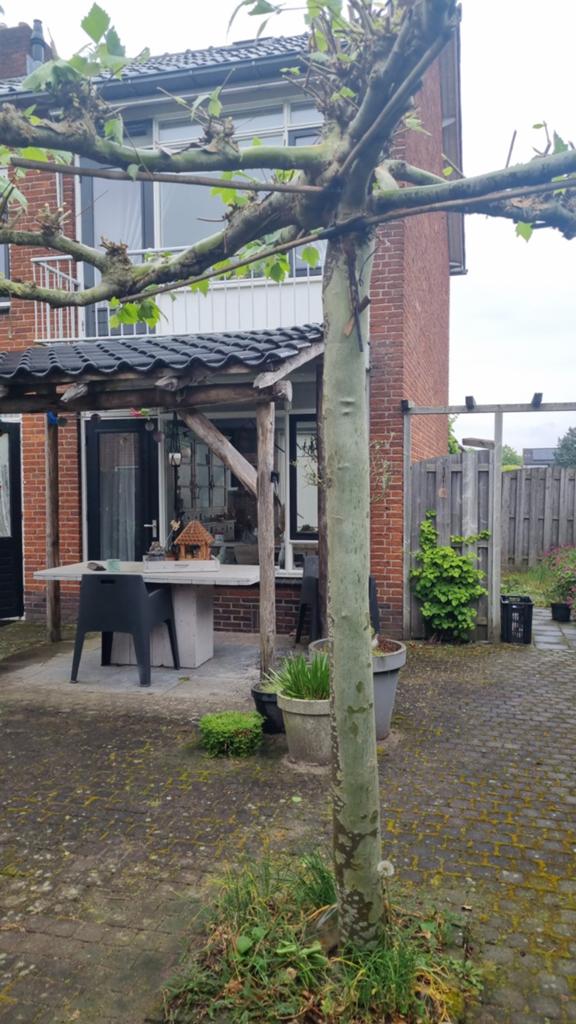 Plataan - Prachtige Leiboom voor uw Tuin, Volle zon, Leiboom, Ophalen of Verzenden, Lente