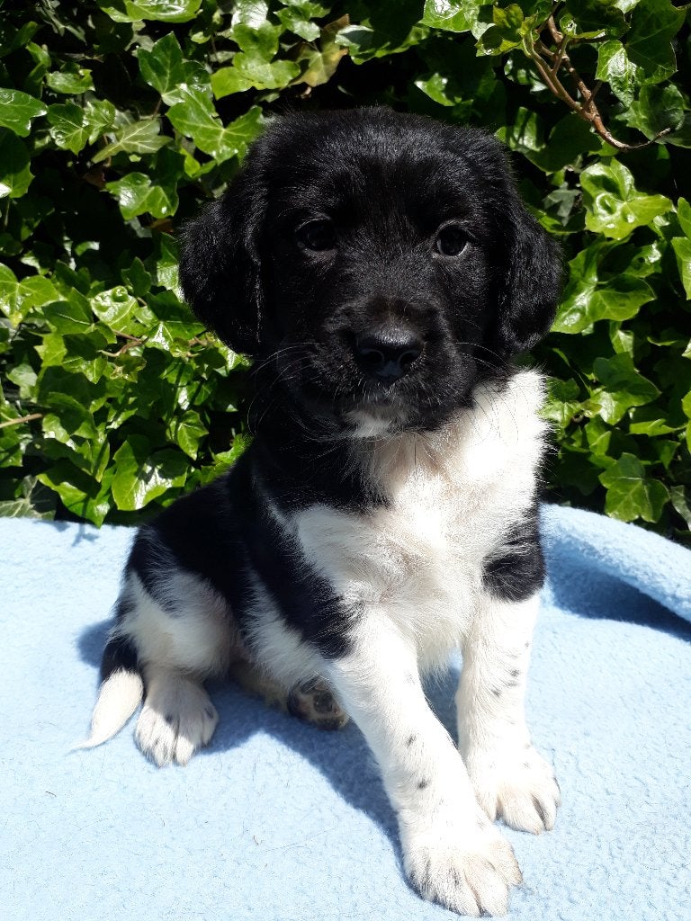 Prachtig stel Friese Stabij pups, Parvo, Overige rassen, 8 tot 15 weken, Meerdere