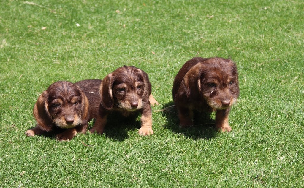 Prachtige ruwharige dwerg teckel pups choco, Parvo, Nederland, 8 tot 15 weken, Dwerg