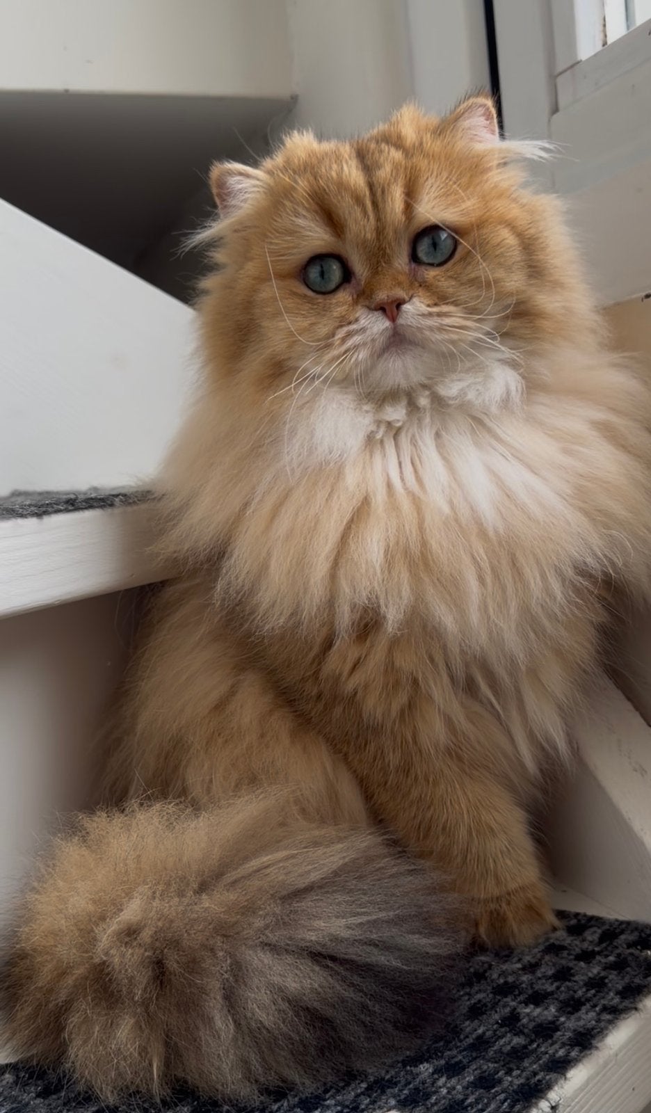Topkwaliteit Britse Langhaar Golden dekkater met stamboom, Dieren en Toebehoren
