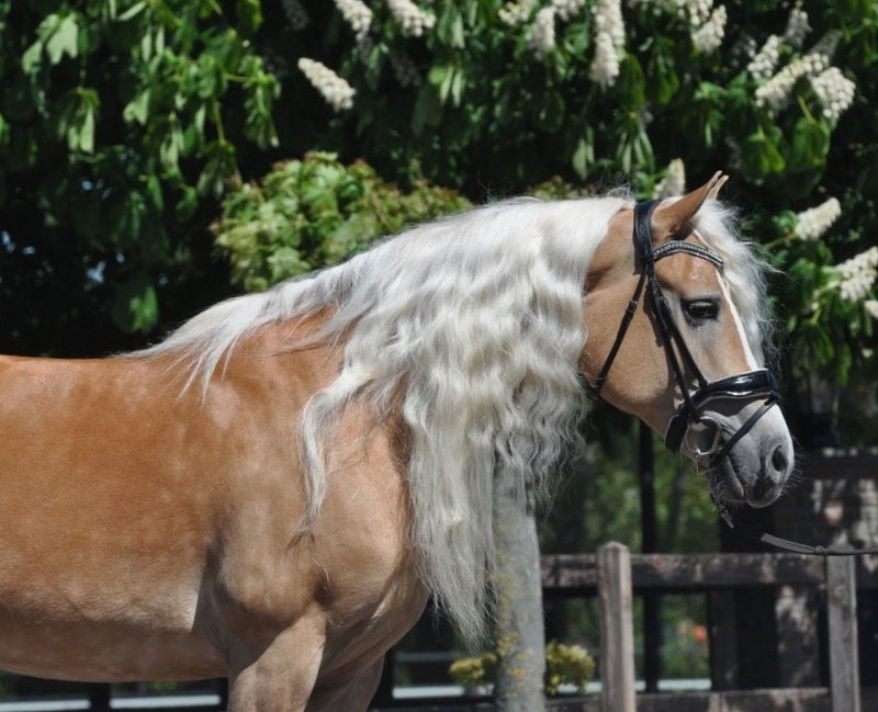 10 jarige haflinger merrie, 7 tot 10 jaar, Recreatiepony, Merrie, E pony (1.48m - 1.57m)