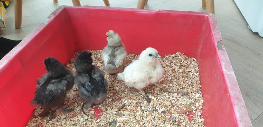 4 super leuke tamme zijdehoen kuikentjes., Dieren en Toebehoren, Pluimvee, Geslacht onbekend, Kip