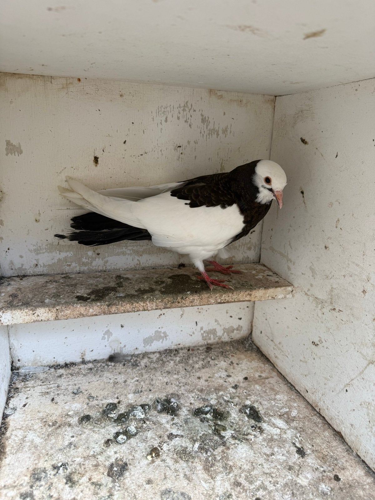 Takla Duiven, Meerdere dieren, Postduif