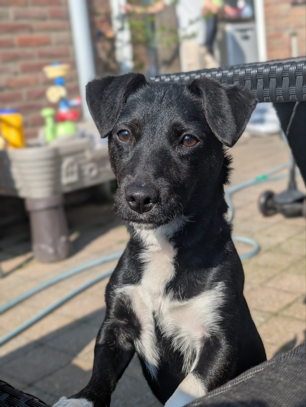 Dekreu beschikbaar - Jack Russel Dobby, Reu, 1 tot 2 jaar, Eén hond, Nederland