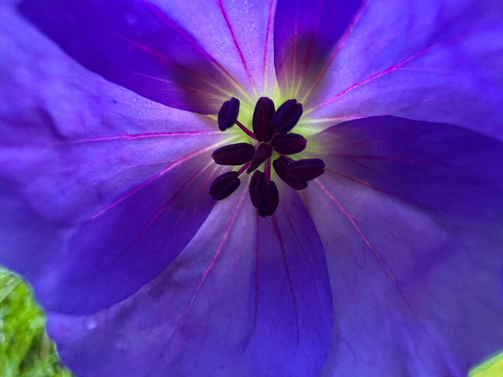 Geranium Rozanne - Vaste plant met paarse bloemen, Bodembedekkers, Vaste plant, Ophalen of Verzenden, Halfschaduw