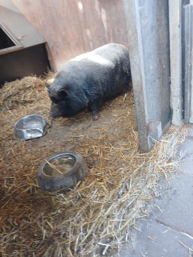 Mini zeugje., Vrouwelijk, Varken
