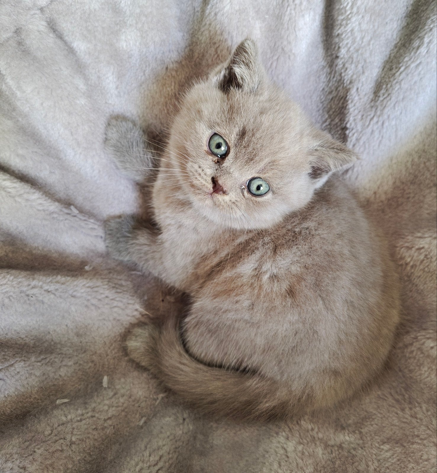 Britse Korthaar kittens, Meerdere dieren, Ontwormd