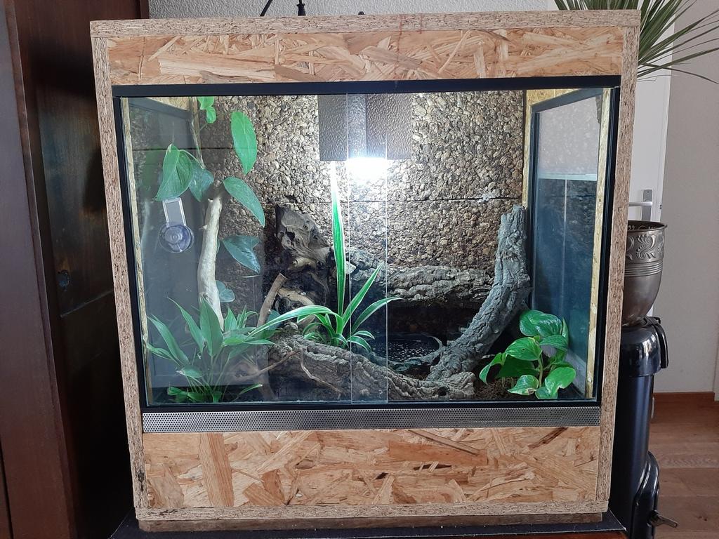 Mooi OSB terrarium  voor reptiel, inclusief bewoner/Gekko, Dieren en Toebehoren, Ophalen, Zo goed als nieuw, Terrarium of Paludarium