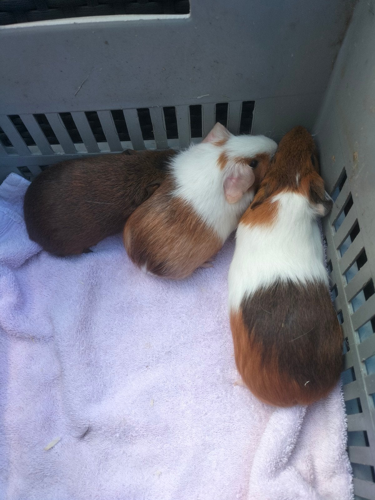 3 Cavia Beertjes, Dieren en Toebehoren, Knaagdieren, Juli, Mannelijk, Cavia