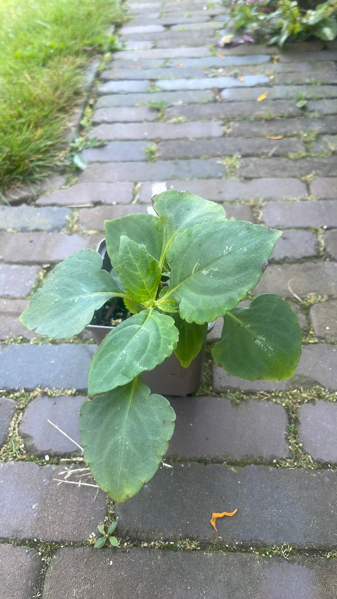 Impatiens Mackeyana | zeer zeldzaam!, Ophalen of Verzenden, Halfschaduw, Minder dan 100 cm