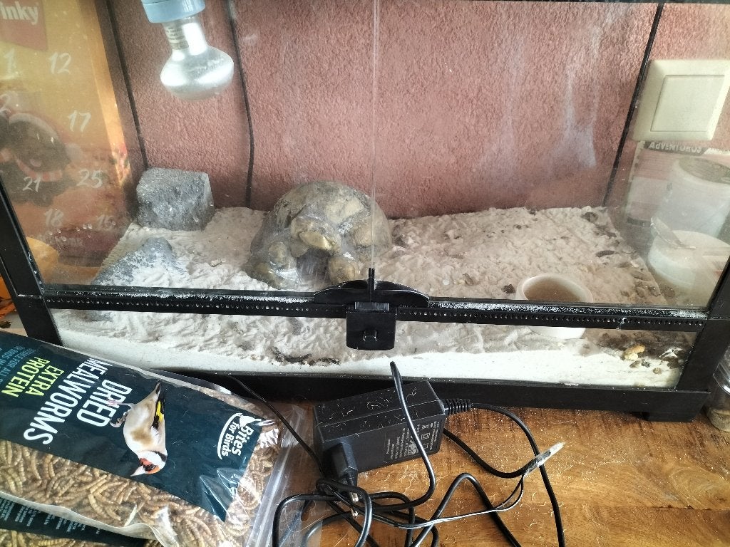 Luipaard gekko met terrarium Leopard Gecko photo 2