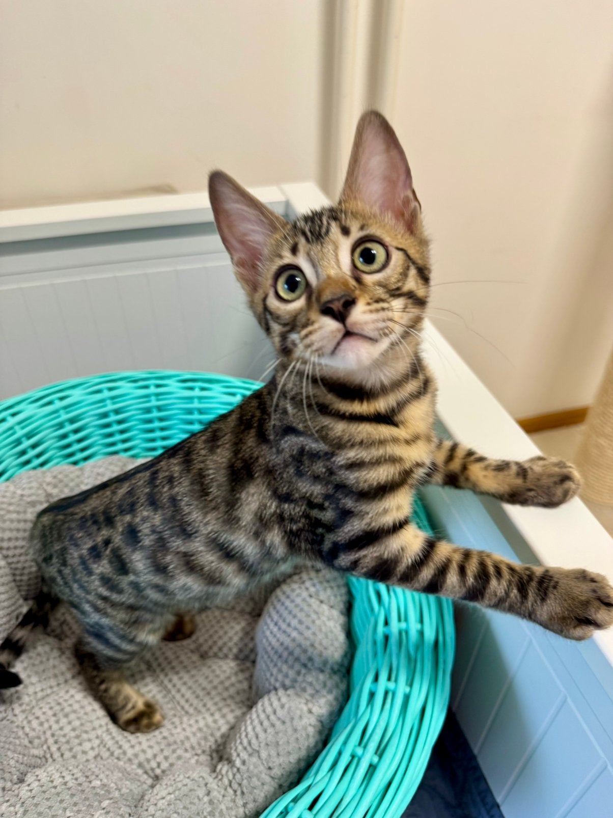 Bengal kitten | ontzettend lief | geteste ouders, Kater