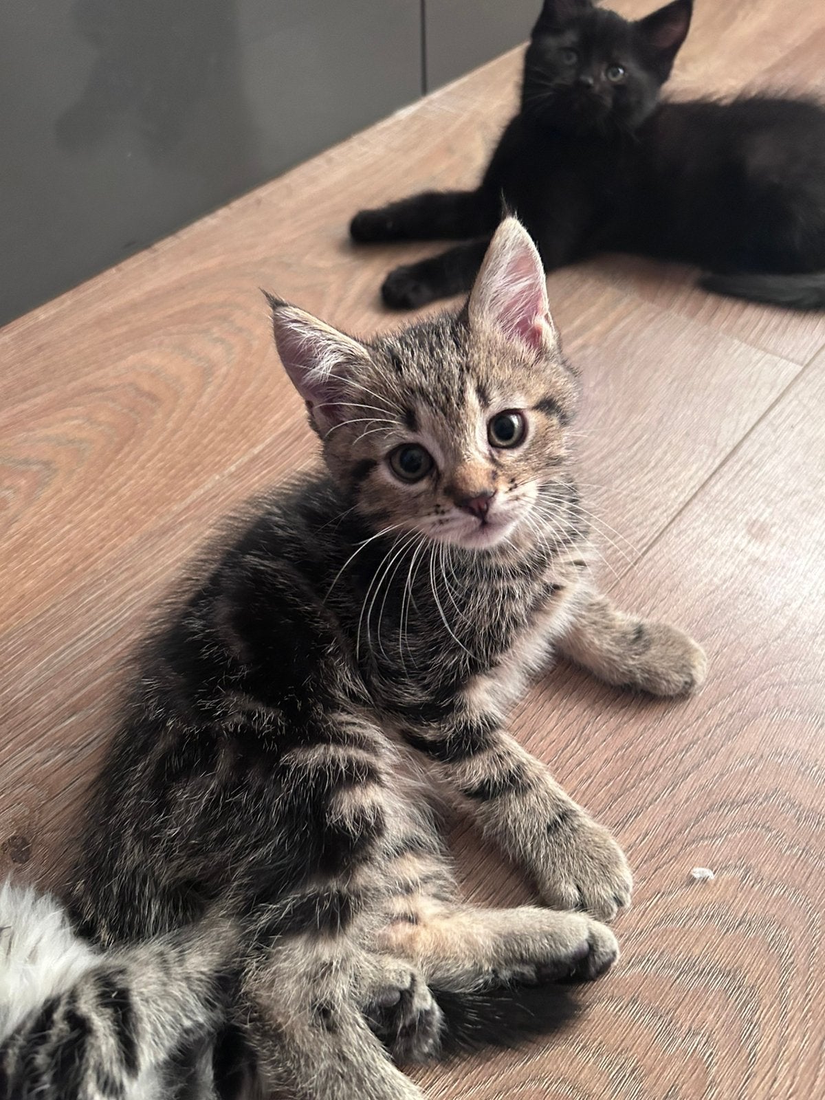 Maine Coon / Europese Korthaar kittens, Dieren en Toebehoren, Meerdere dieren, Ontwormd, 0 tot 2 jaar