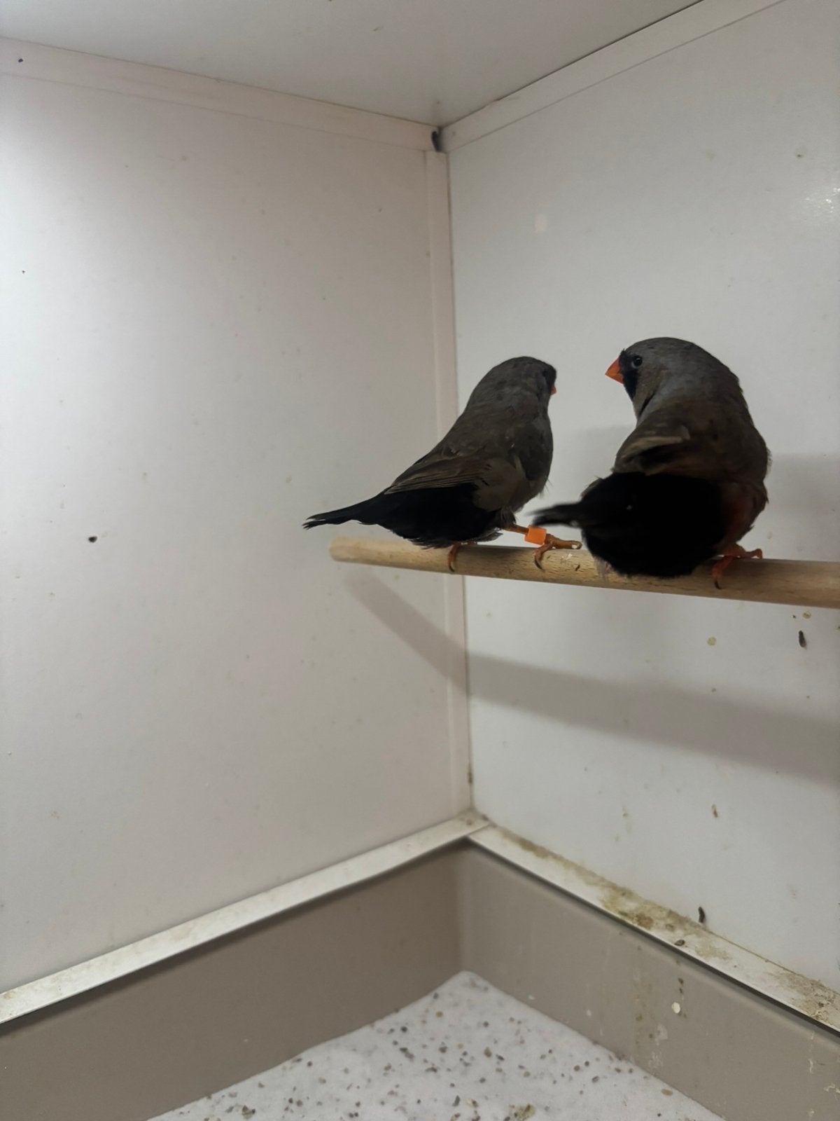 Koppel charcoal zebravink, Dieren en Toebehoren, Vogels | Overige Vogels, Meerdere dieren, Geringd