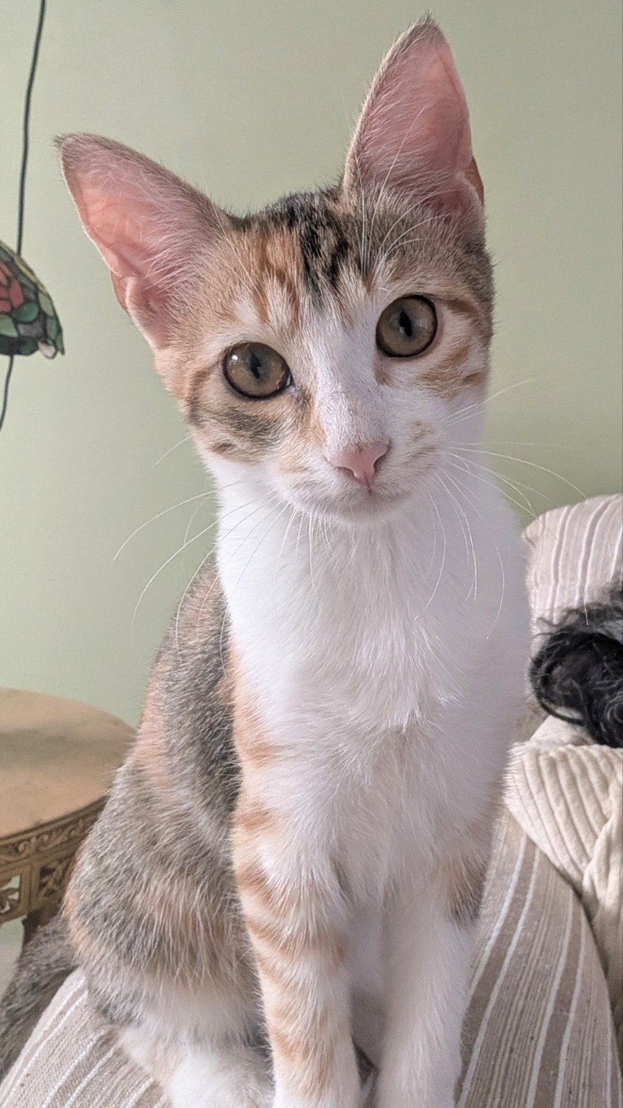 Dorin zoekt haar forever home!, Poes, Kortharig, 0 tot 2 jaar