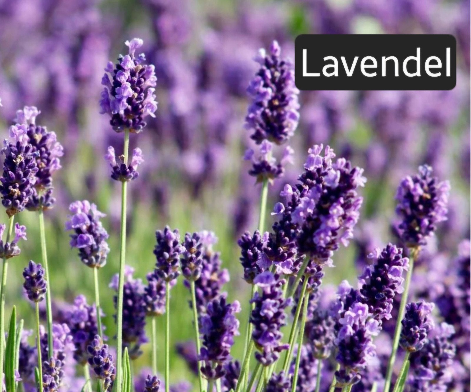 Lavendelplantjes - Heerlijk geurende kruidenplanten, Ophalen, Volle zon, Vaste plant, Kruiden