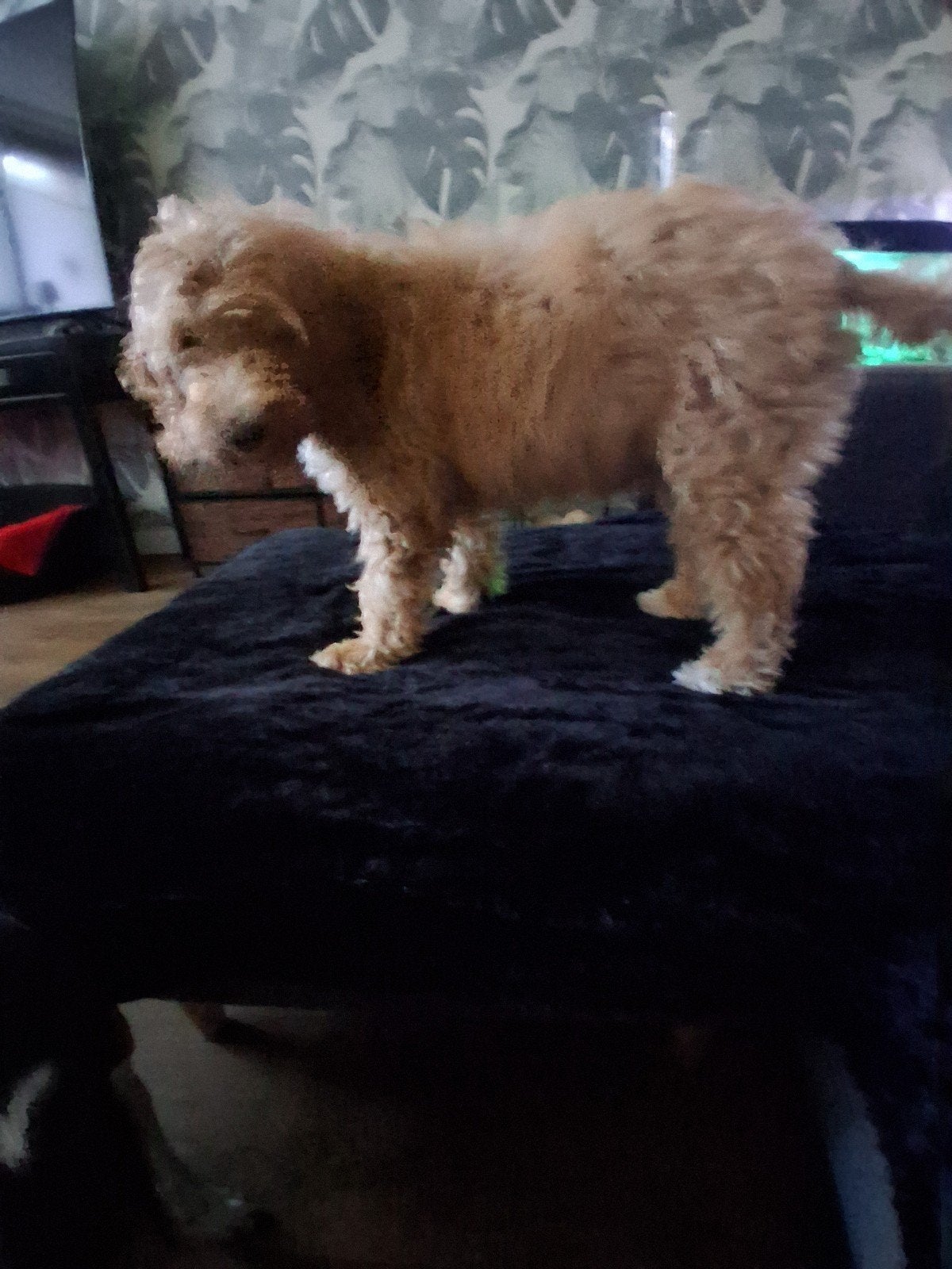 Te koop  Australische labradoedel pup 13 weken oud, Dieren en Toebehoren, Parvo, Reu, 8 tot 15 weken, Eén hond