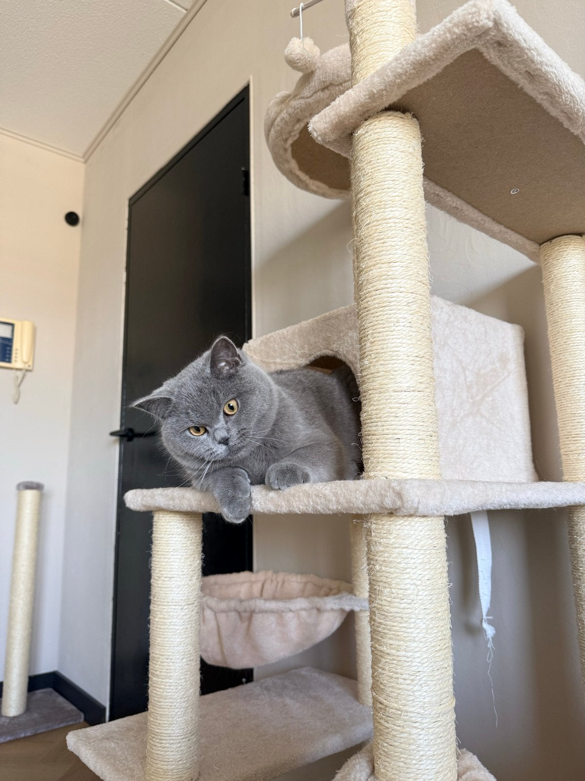 Britsche korthaar, Dieren en Toebehoren, Katten en Kittens | Overige Katten, Kater, Kortharig, 0 tot 2 jaar