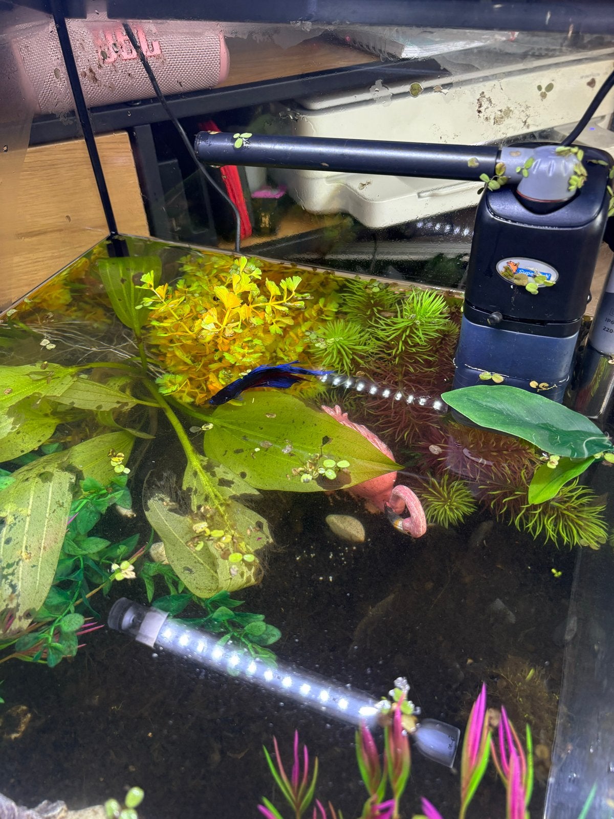 Aquarium, Ophalen, Superfish, Inclusief vissen, Gevuld zoetwateraquarium
