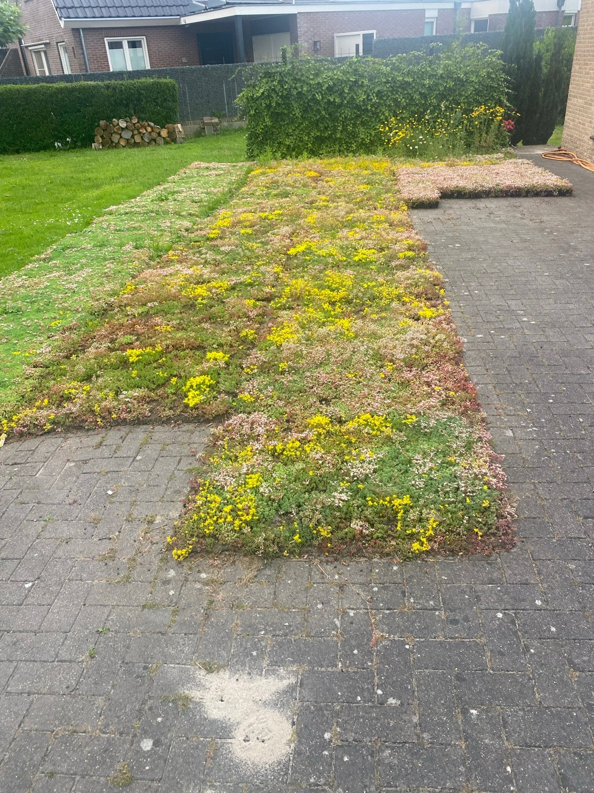 Sedum matten en cassettes voor dak of bodembedekking