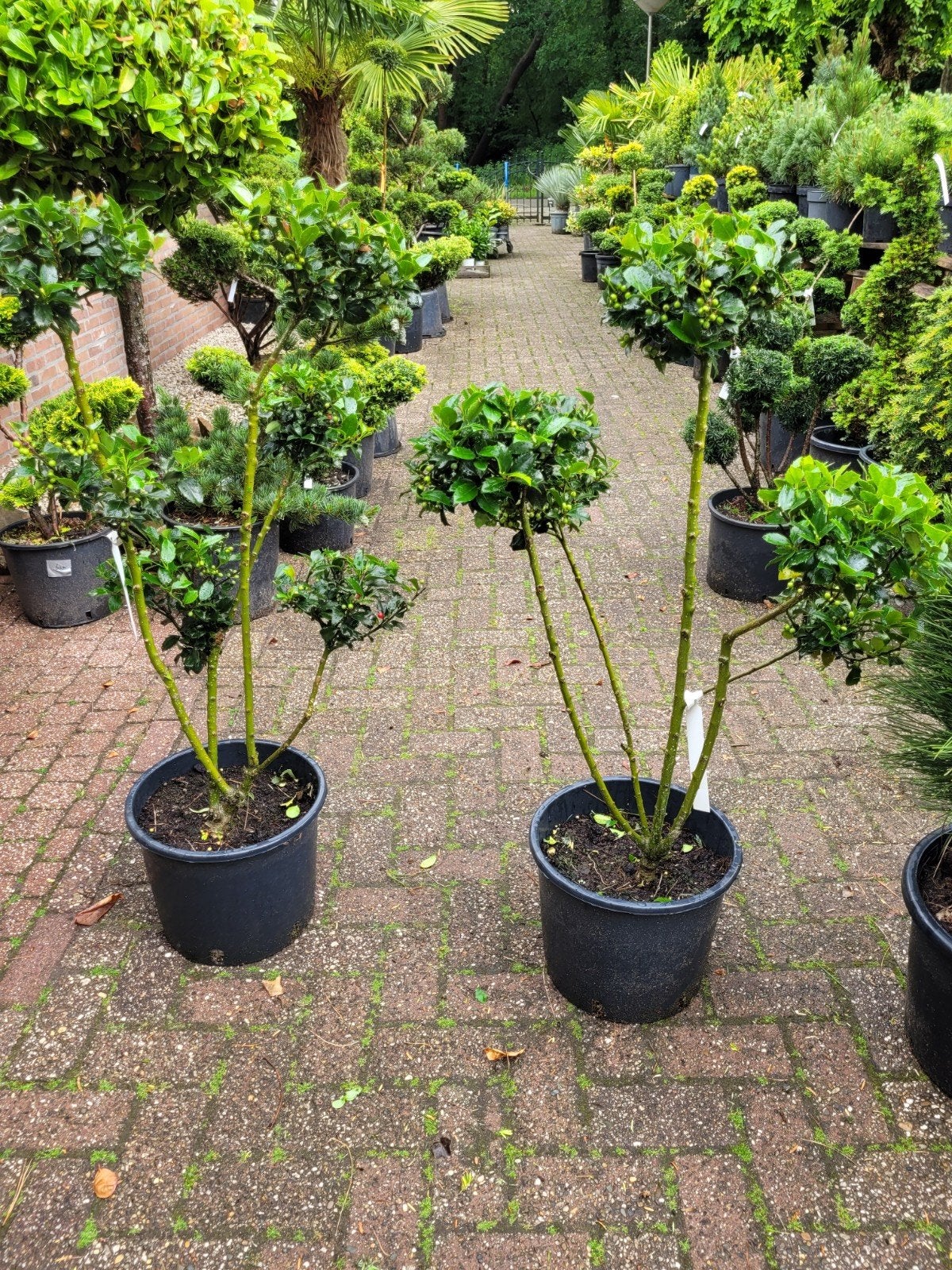 Ilex Crenata 'Convexa' Bonsai Vormsnoei - Japanse Hulst, Tuin en Terras, Volle zon, Vaste plant, Bloeit niet, Ophalen