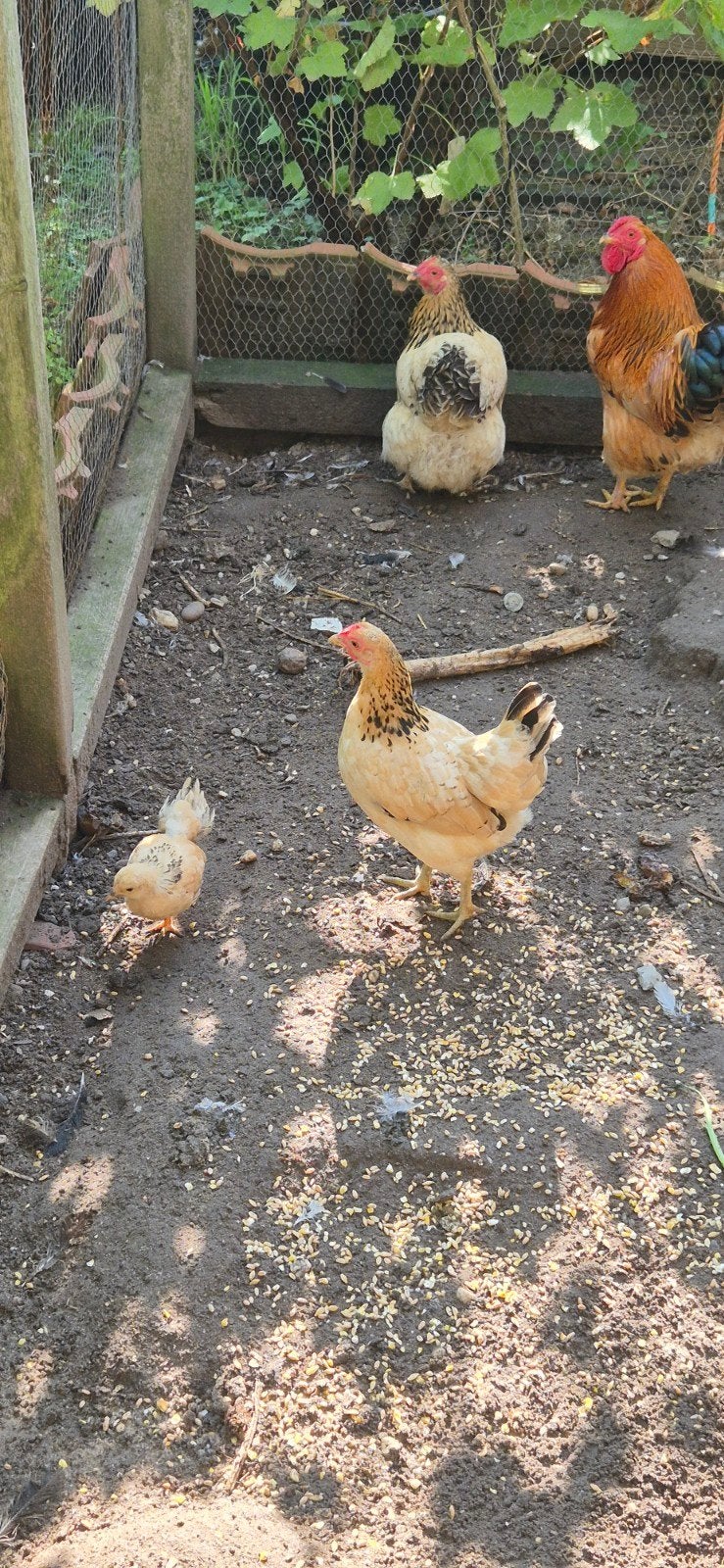 wyandotte krieltjes te koop, Meerdere dieren, Kip