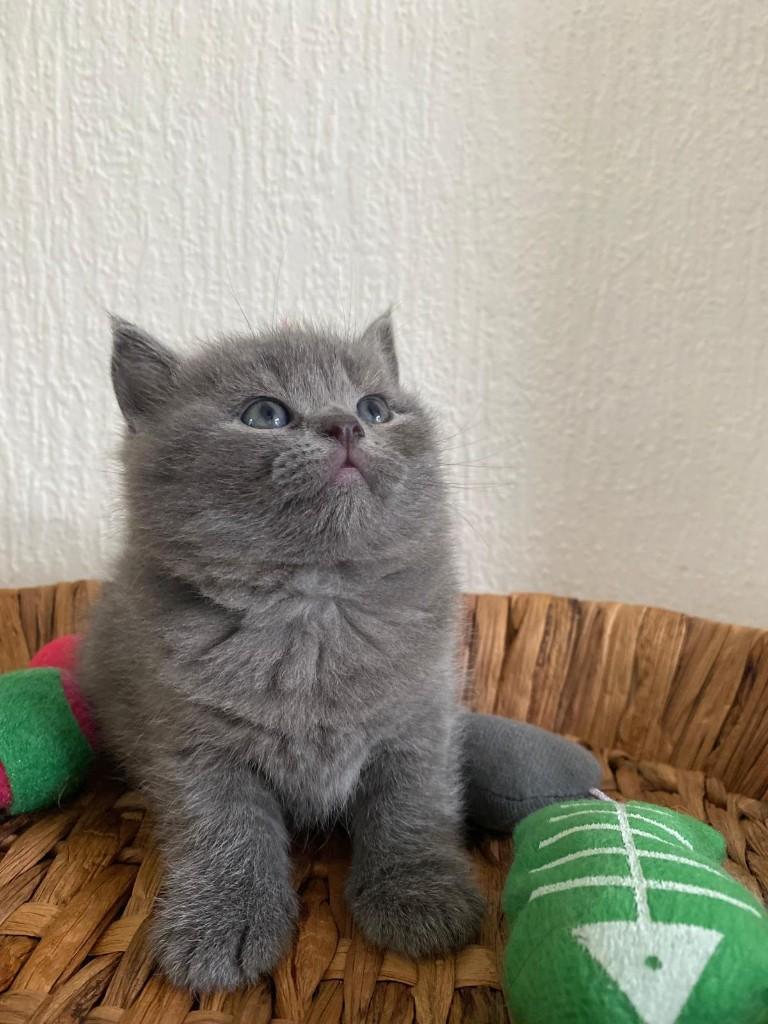 Britse Korthaar kittens | Lilac-grijs-tabby | Speels en lief, Meerdere dieren, Ontwormd, 0 tot 2 jaar