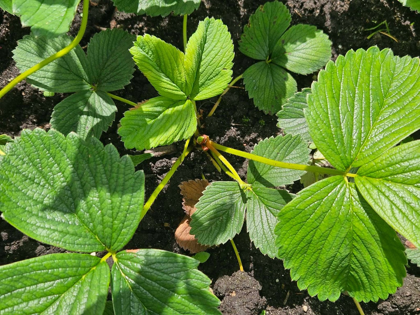 Pineberry planten, Tuin en Terras, Planten | Tuinplanten, Volle zon, Vaste plant, Ophalen of Verzenden, Fruitplanten