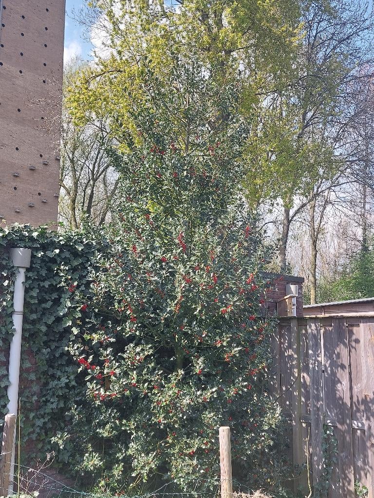 Grote hulst (ilex aquifolium), Vaste plant, Halfschaduw, Lente, Ophalen