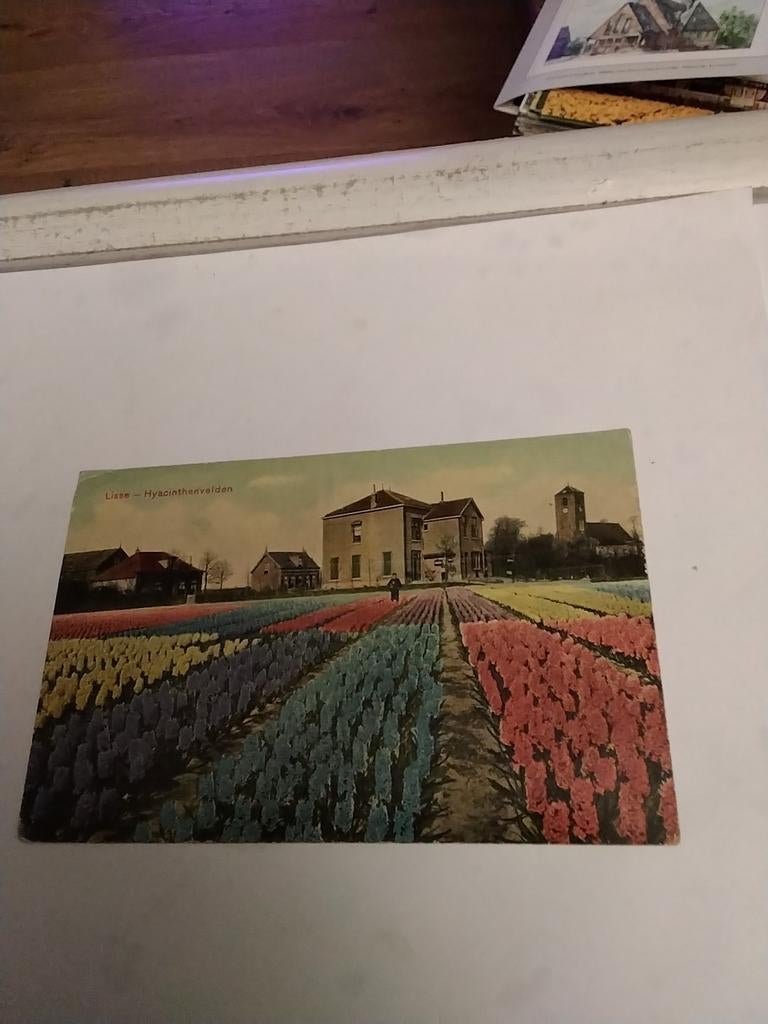 LISSE HYACINTEN VELDEN. 1908, Ophalen of Verzenden