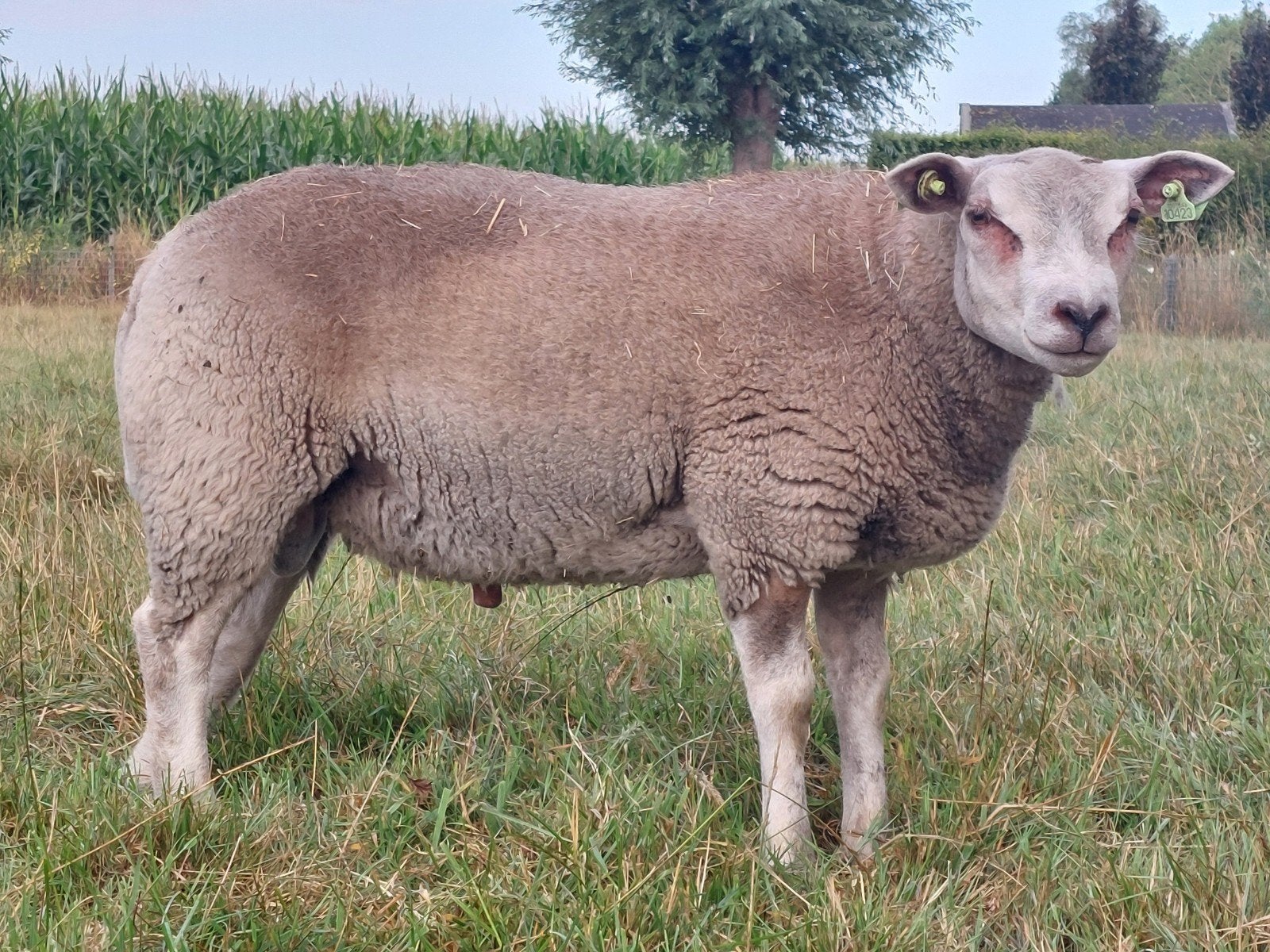 schapenram, Dieren en Toebehoren, Mannelijk, Schaap