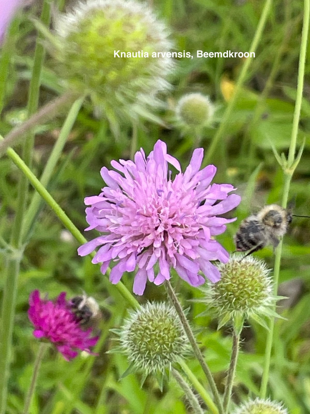 zaden Beemdkroon, Knautia arvensis, Ophalen of Verzenden, Volle zon