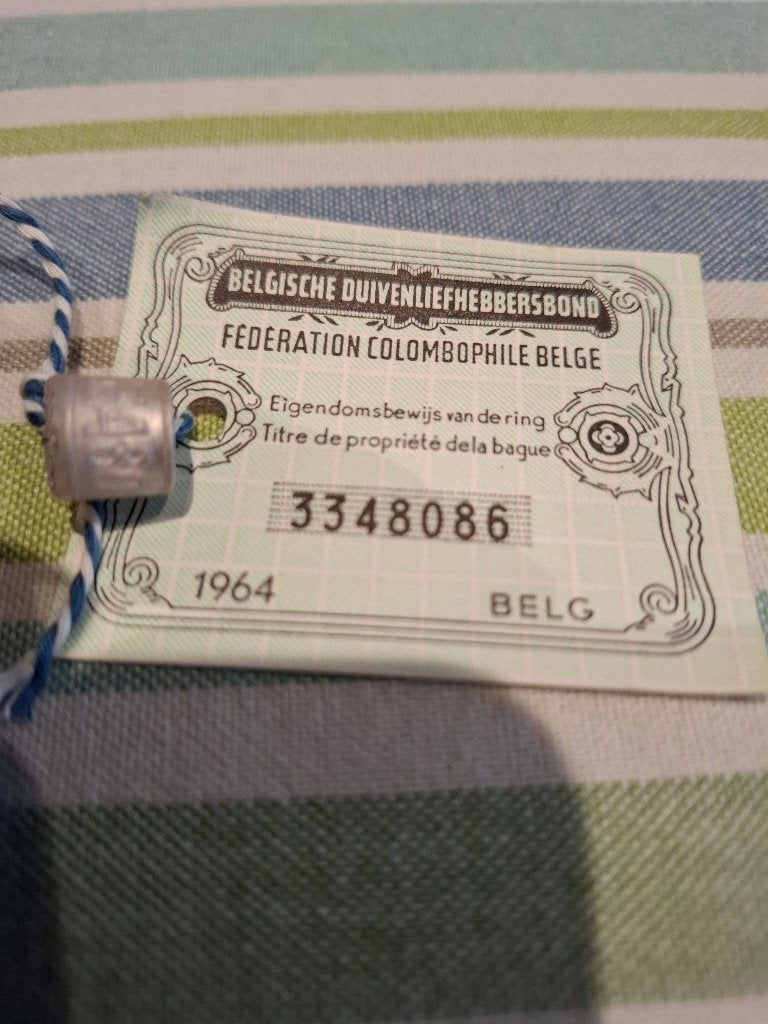 Ring 1964 belg, Mannelijk