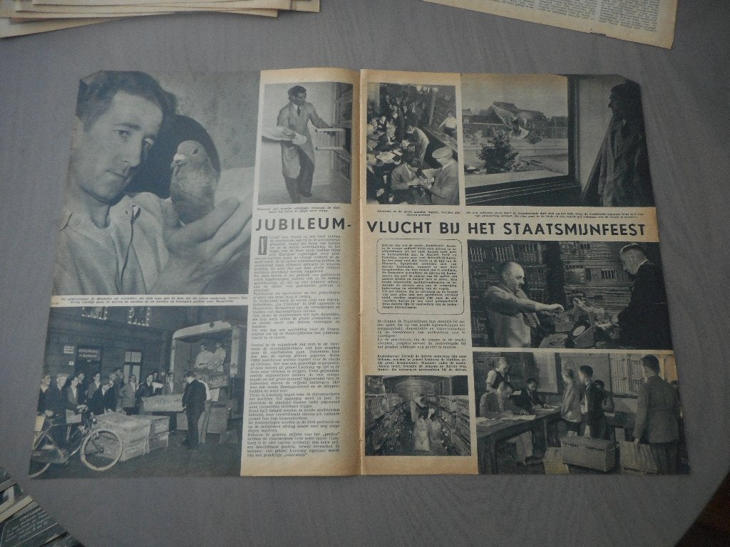 Postduiven. Jubileumvlucht Staatsmijnfeest. 1952., Ophalen of Verzenden, 1940 tot 1960, Nederland, Knipsel(s)