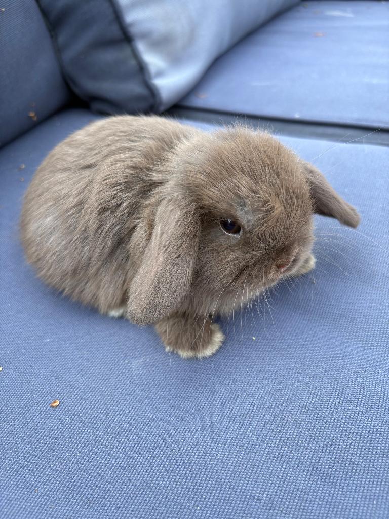 Mooi nestje minilops, Dieren en Toebehoren, Konijnen, Meerdere dieren, Dwerg, Hangoor, 0 tot 2 jaar