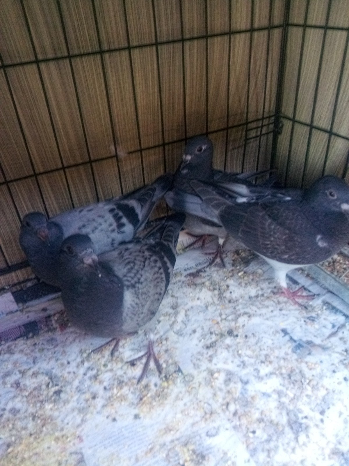 Jonge postduiven, Meerdere dieren, Postduif
